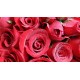 Half Dozen Red Roses Bouquet 